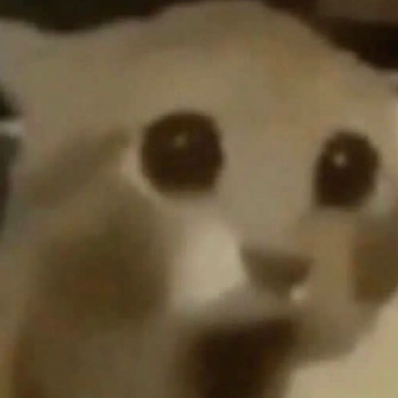 Meet your Posher, Poppey - Picture 1 of 1